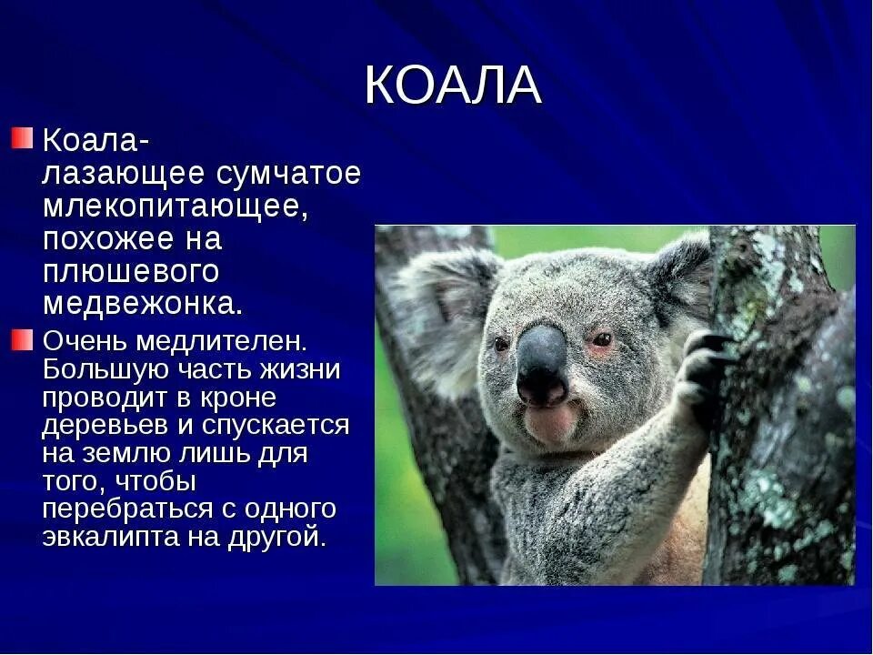 Сообщение про коалу. Коала сумчатое. Коала сведения о животном. Сумчатый медведь коала Австралия. Коала кратко.