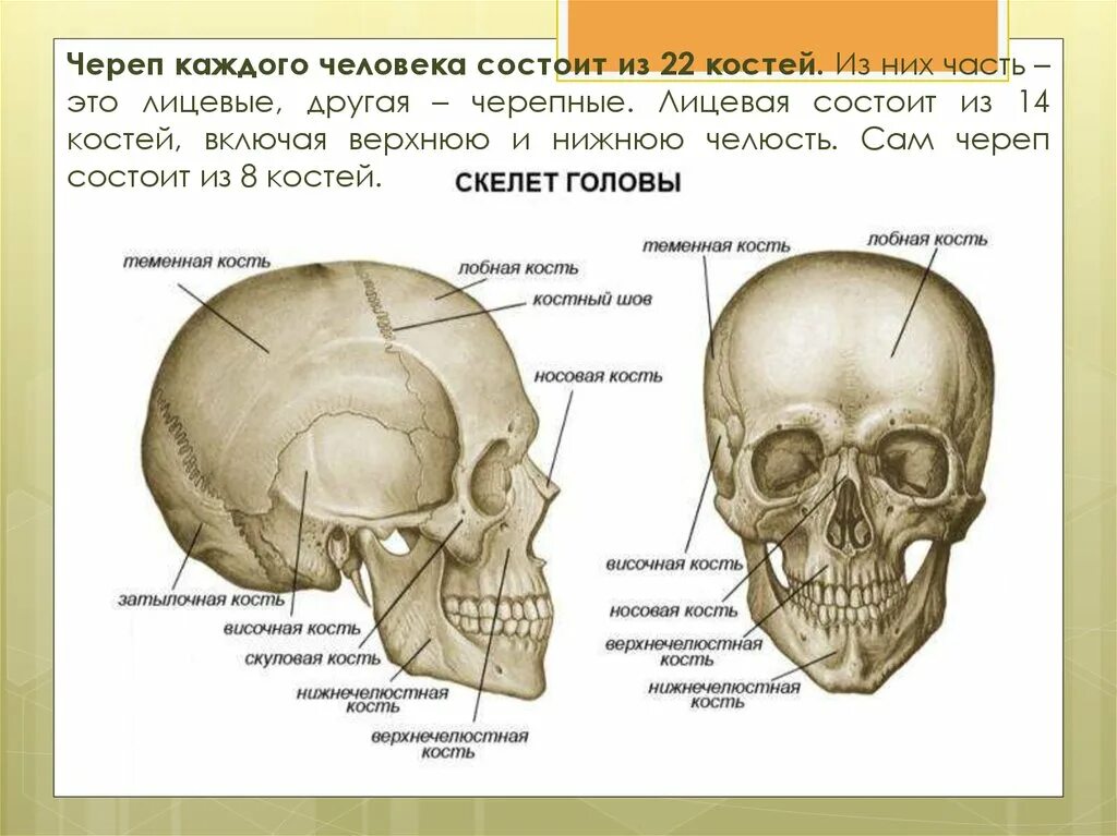 Где находится череп. Скелет черепа человека строение. строение скелета головы. части черепа человека названия. скелет головы череп строение.
