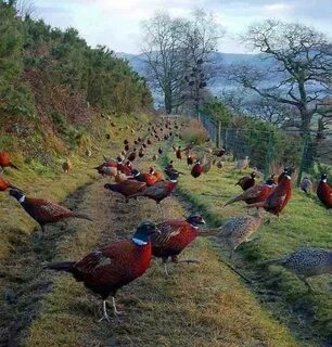 Country birds