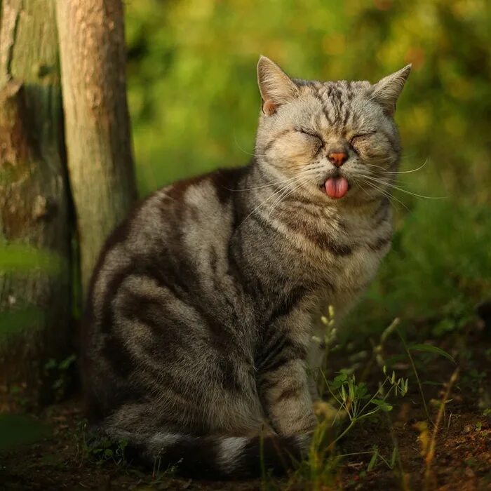 Картинки кошек. Масаюки Оки японский фотограф. Кошка. Кот. Кошки фото.