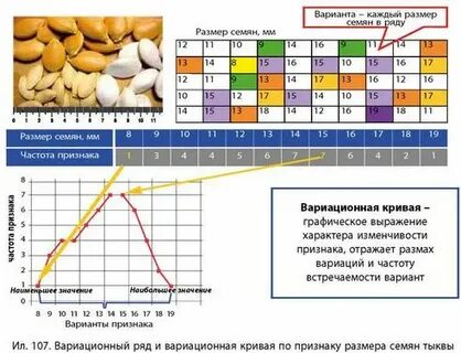 Норма реакции фасоли
