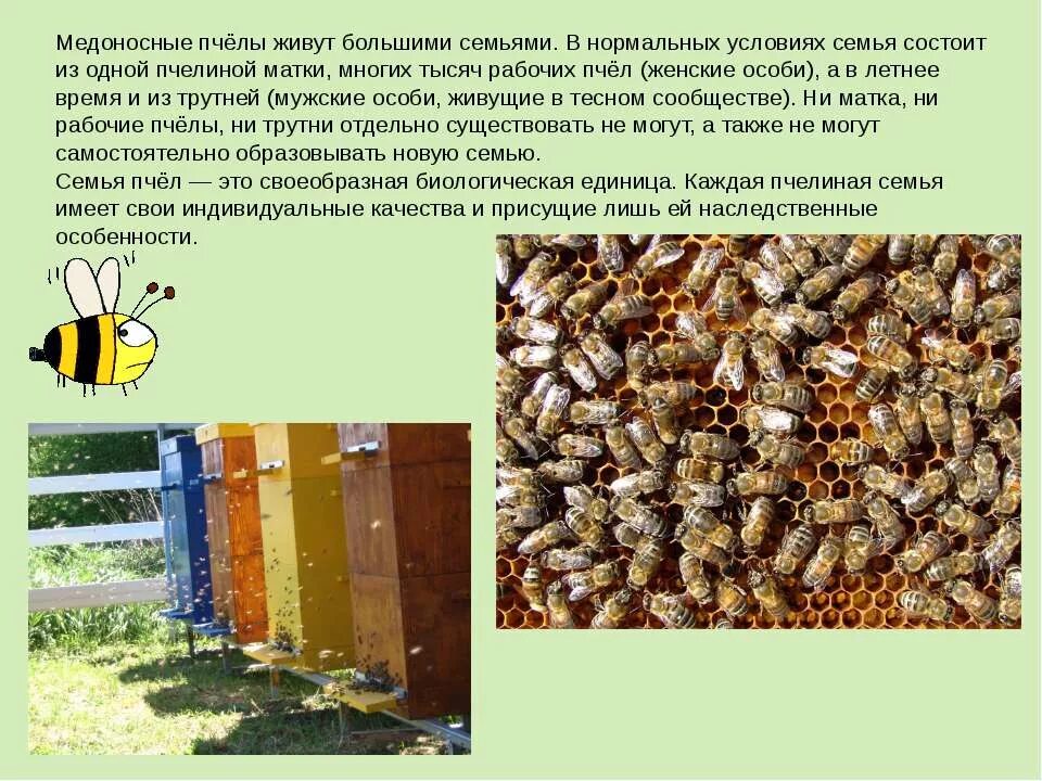 Пчелиный трутень функции. Медоносная пчела пчелиная семья. Сколько живёт пчела медоносная. Трутни в пчелиной семье.