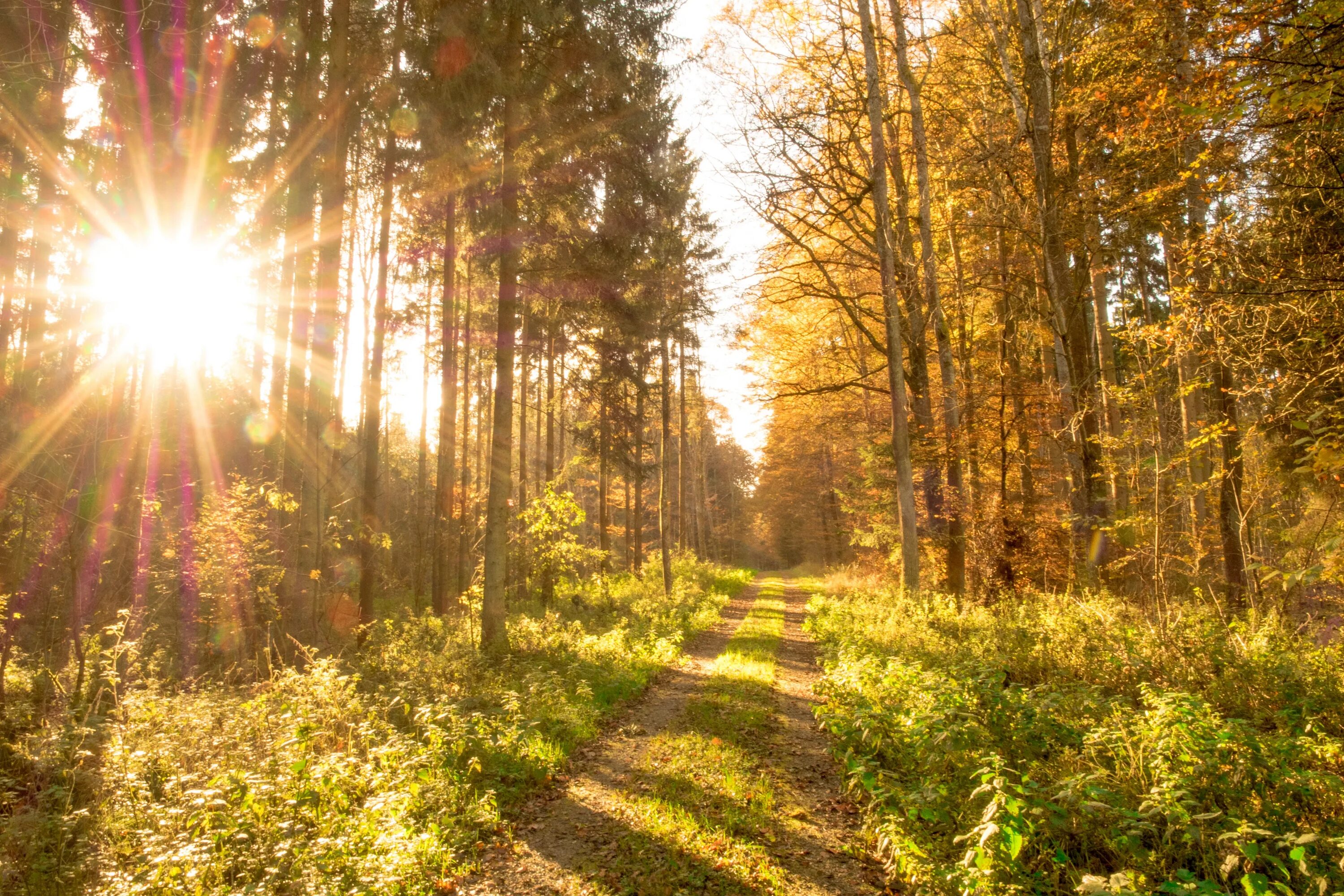 "Солнце в лесу". Летний лес. Осенний лес солнце. Солнечный пейзаж. Пригревает яркое солнце