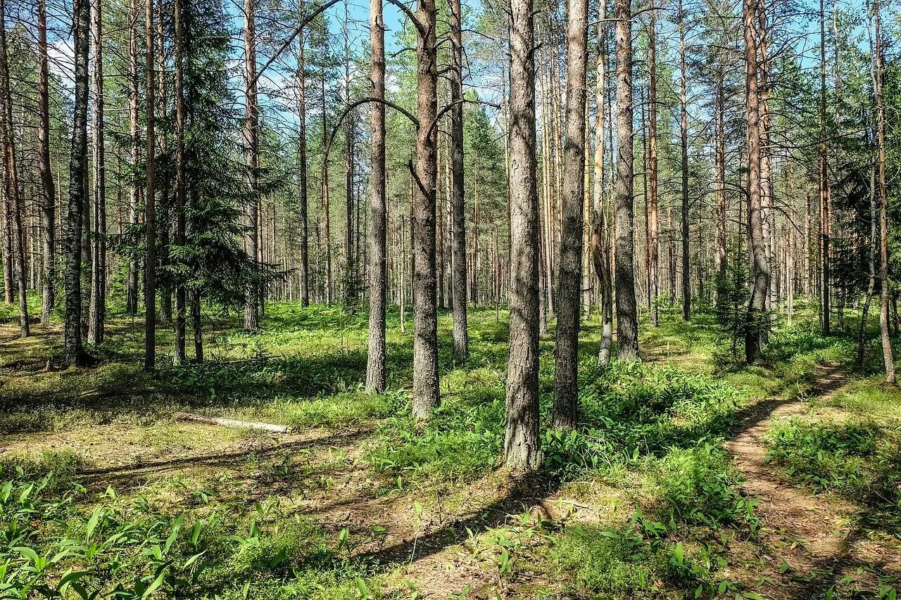 Грибовский лес. Сосняк сфагновый. Северный лес Воронеж. Лесополоса Генко. Природный парк Северный лес Воронеж.