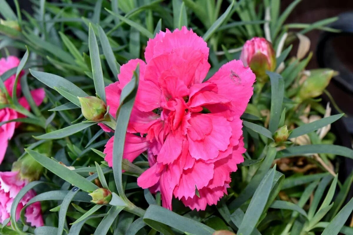 Гвоздика ли. Kahori Pink гвоздика. Гвоздика монпелийская. Гвоздика гратианополитанская Pink Jewel. Гвоздика двуцветная.