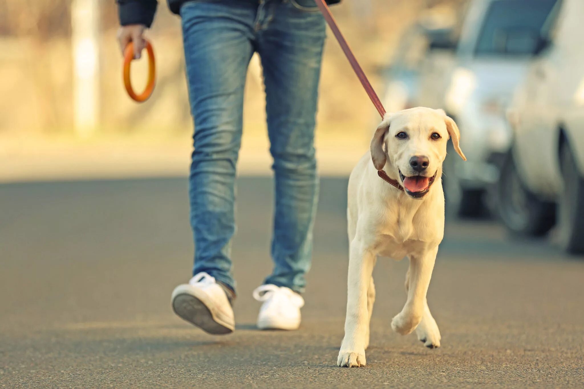 The walking pet. Прогулка с собакой. Гулять с собакой. Выгуливать собаку. Собачка на прогулке.