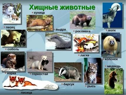 Плотоядные животные список животных 4