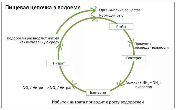 Схема круговорота в водоеме 3 класс. Схема круговорота веществ в сообществе водоема. схема круговорота веществ в водоеме. как в водоеме происходит круговорот веществ. схема круговорота веществ в сообществе водоема 3.
