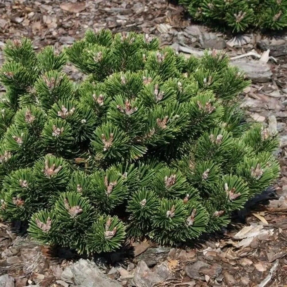 Сосна Горная Муго. Сосна Горная Шервуд компакт. Pinus mugo 'Sherwood Compact'. Сосна Горная Pinus mugo “Sherwood Compact”.