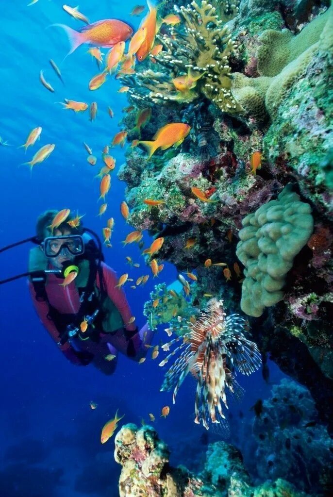 Life is diving. Красное море погружение с аквалангом. Подводный мир. Дно океана. Красное море дайвинг.