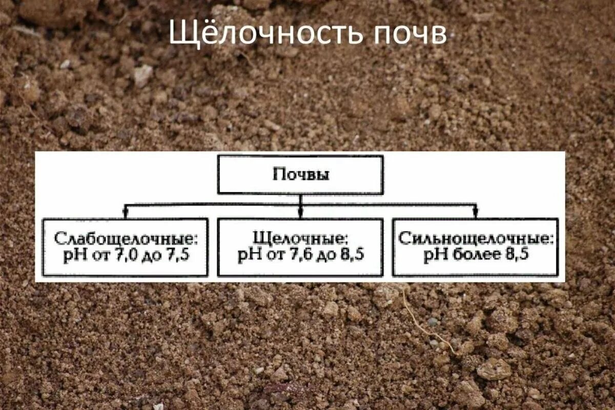 Виды почу. Слабощелочная почва. Щелочность почвы. Кислотность почвы почвы. Виды кислотности почвы.