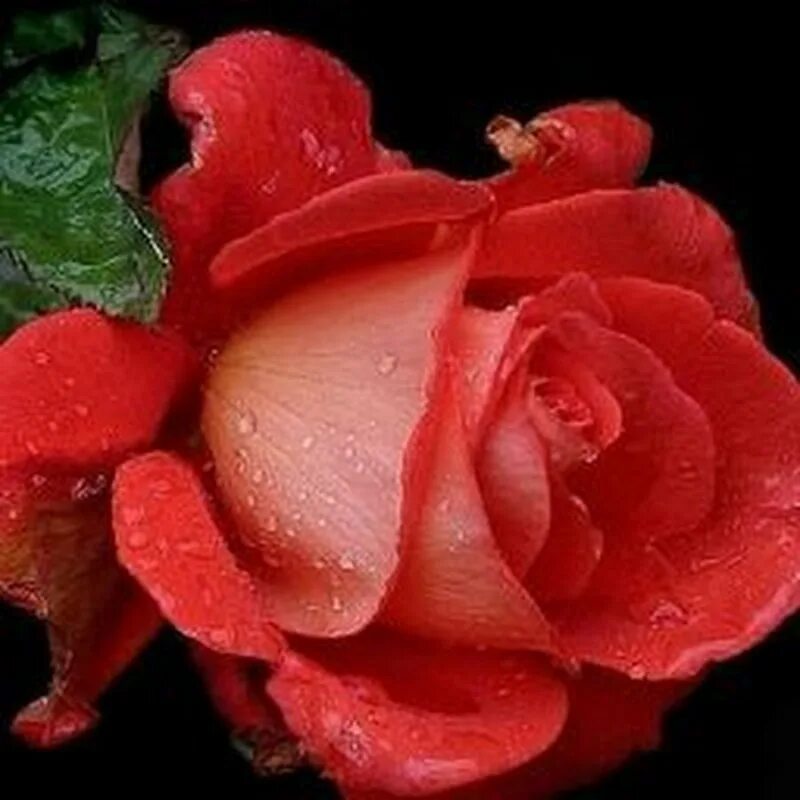 Прекрасные розы. Шикарные живые розы. Розы анимация. Красные розы. Гиф красивые розы