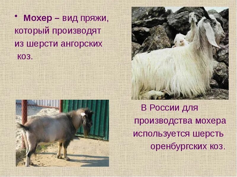 Шерсть ангорской козы кроссворд. Ангорская пуховая коза. Шерсть ангорской козы кроссворд. Ангорская коза. Ангорская коза.