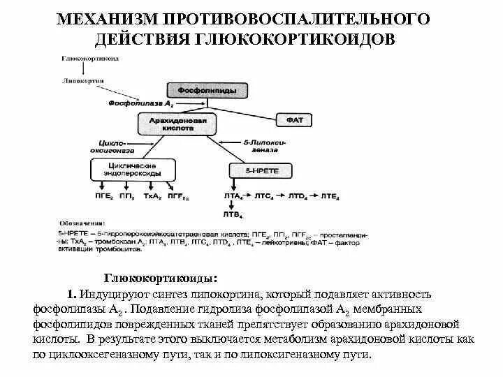 Применение глюкокортикоидов тест. Механизм противовоспалительного действия глюкокортикостероидов. ГКС препараты механизм действия. Механизм противовоспалительного действия глюкокортикоидов схема. Механизм противовоспалительного действия глюкокортикоидов.