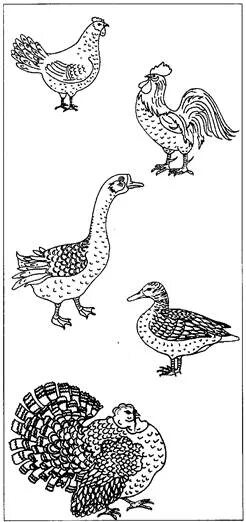 Картинки домашних птиц. Куры утки гуси индюки. Индюк индюшка и индюшонок. Петух индюк гусь. Северокавказская индейка.