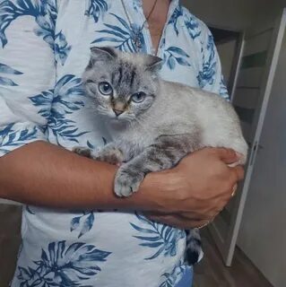 Котята в кстове