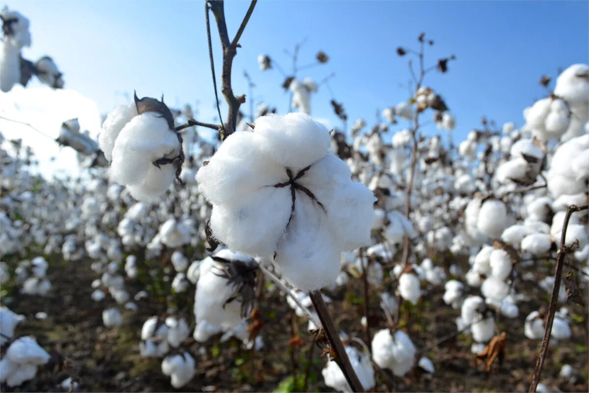 тонковолокнистый хлопчатник. хлопок в нижнем новгороде сегодня. среднеазиатский длинноволокнистый хлопок. хлопчатник перуанский. хлопок в нижнем новгороде сегодня.