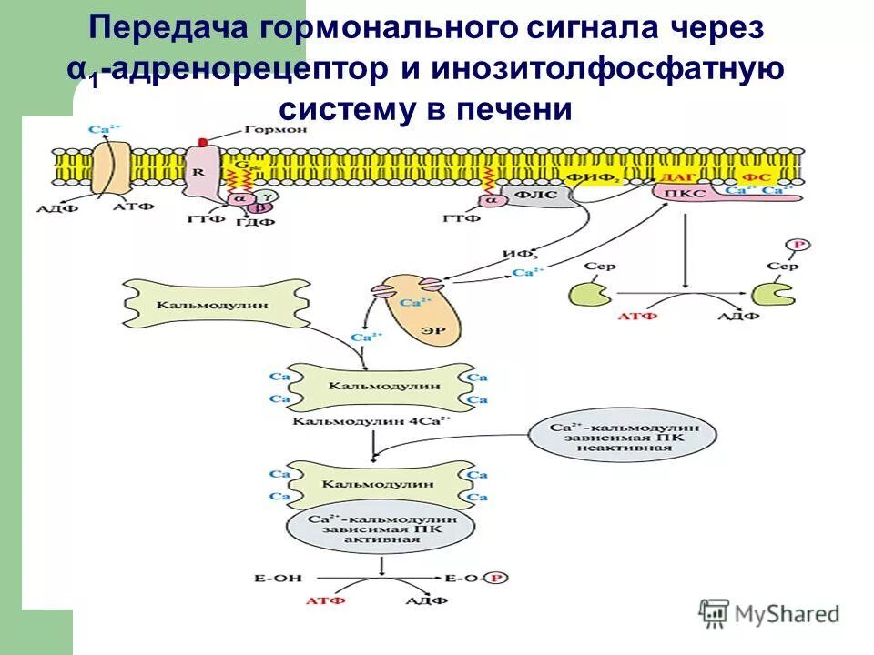 Механизм передачи гормонального сигнала в клетку. Вторичным посредником передачи гормонального сигнала может быть. Вторичным посредником передачи гормонального сигнала может быть. Вторичные посредники в клетке. Основные этапы передачи гормональных сигналов.