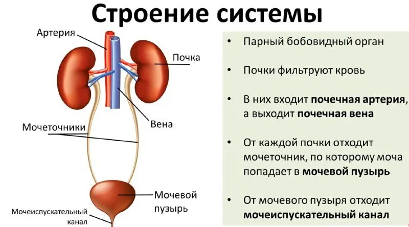 мочеточник латынь. мочеточник латынь.