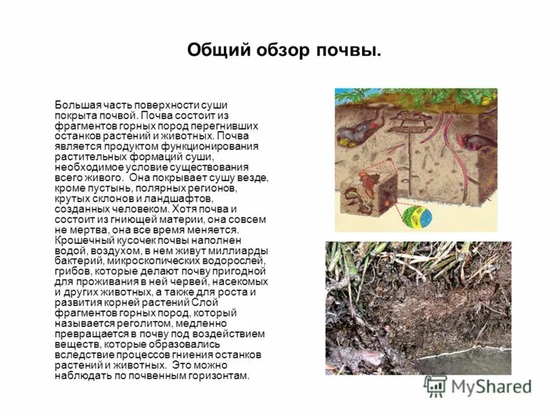 Какую работу выполняют животные в почве. Организмы живущие в почвенной. Обитатели почвы. Интересные обитатели почвы. Живые организмы живущие в почве.