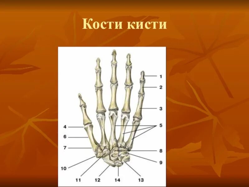 Кости кисти анатомия. Кости запястья. Кисть кости запястья. Кости в запястье руки