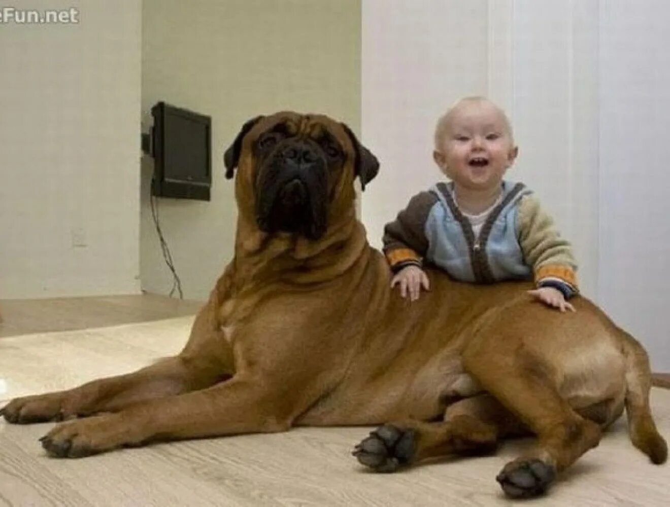 Завести большую собаку. Дети и большие собаки. Большие собаки для квартиры и детей. Самые лучшие собаки для детей. Крупные собаки и дети.