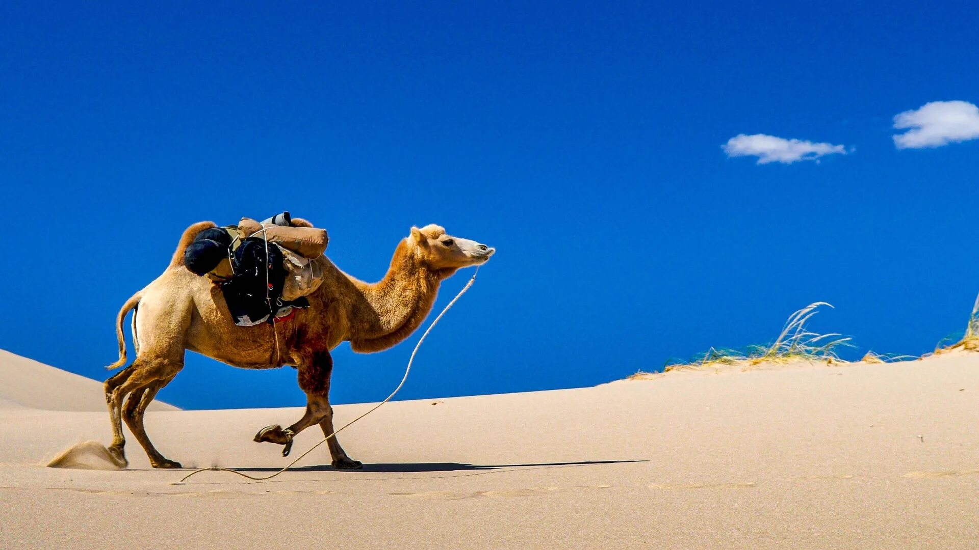 Двугорбый верблюд бактриан. Двугорбый верблюд в монголии. Как создан верблюд. Верблюд лежит. Калмыцкий бактриан.