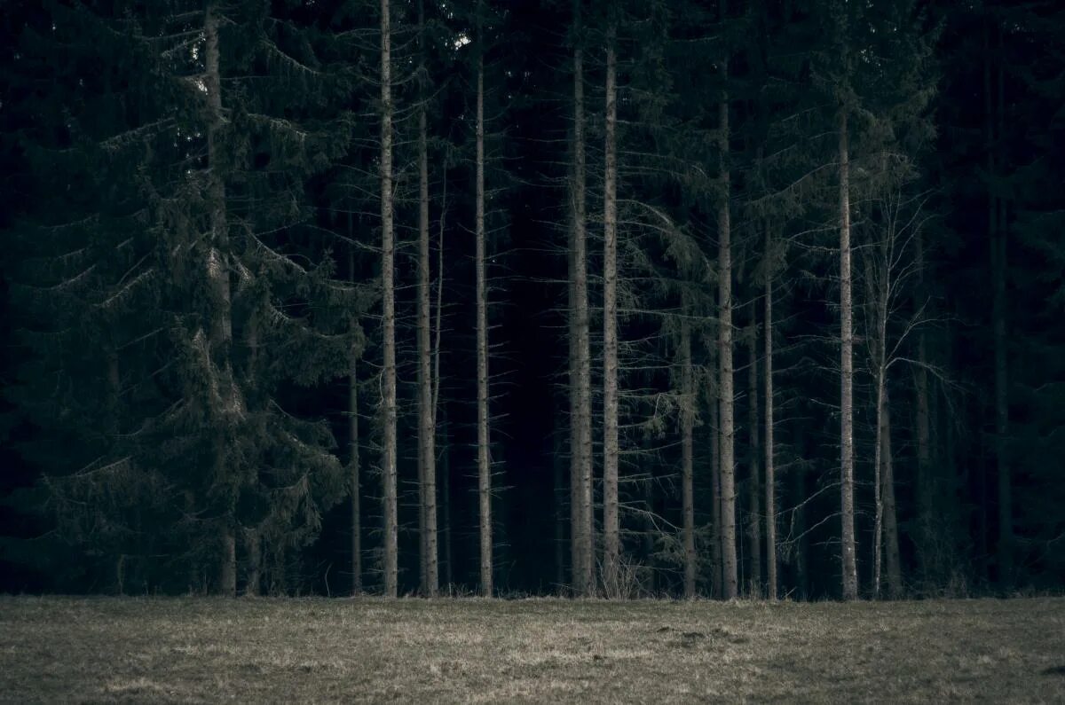 Мрачный еловый лес. Чёрный лес Шварцвальд сосны. «Ночь в лесу». Темный еловый лес. Мрачный лес.