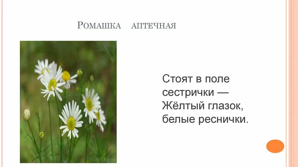 Белая росинка золотое донце отгадка. Стоят в поле сестрички желтый глазок белые реснички. Загадка про ромашку для детей. Загадка стоят в поле сестрички желтый глазок белые реснички. Детские загадки про ромашку.