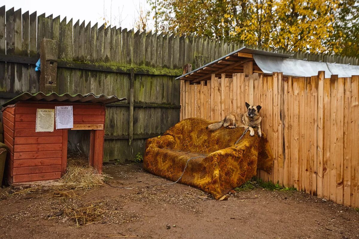 Приют лесопилка. Собачий приют Псков Лесопилка. Лесопилка Псков приют для животных. Псков Новгородская 7 приют Лесопилка. Зоозащита Лесопилка в Пскове.