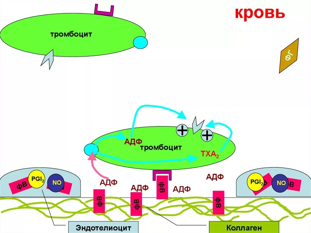 Коллаген агрегация. Агрегация тромбоцитов с АДФ. АДФ тромбоцитов механизм. Рецепторы тромбоцитов. АДФ рецепторы тромбоцитов это.