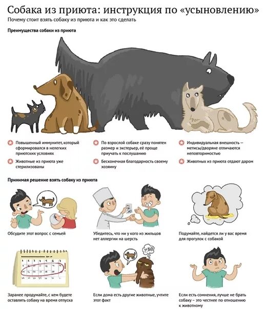 Подобрала собаку что делать. Брать животных из приюта. Собаку забирают из приюта. Взять щенка из приюта. Возьми собаку из приюта.