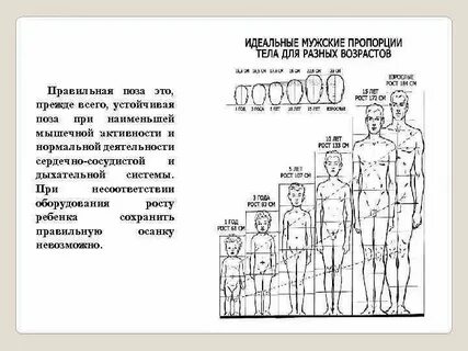 Изменение размеров тела его пропорций телосложения