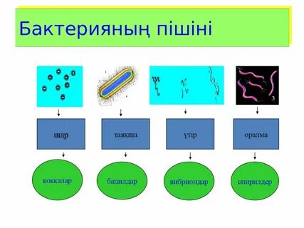 Қыздың алдында жігітті қорлау порно