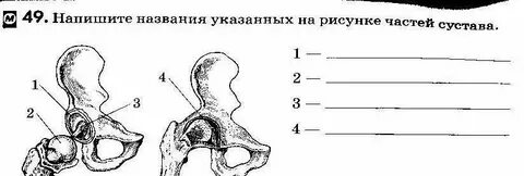 Состав костей биология 8