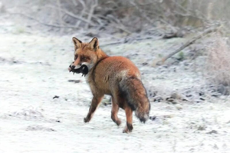 Лисица мышкует. Лиса на охоте. Хитрая лиса. Лиса охотится. Лиса охотница.