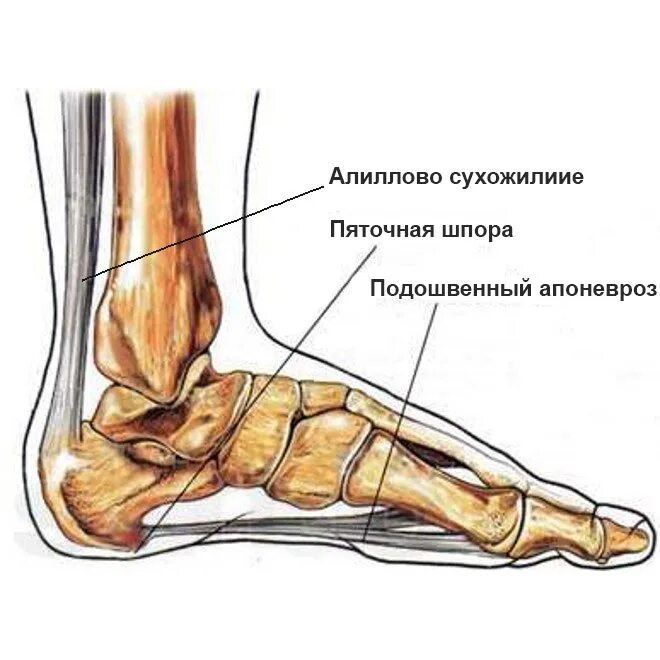 Подошвенный апоневроз стопы анатомия. Пяточные шпоры классификация.