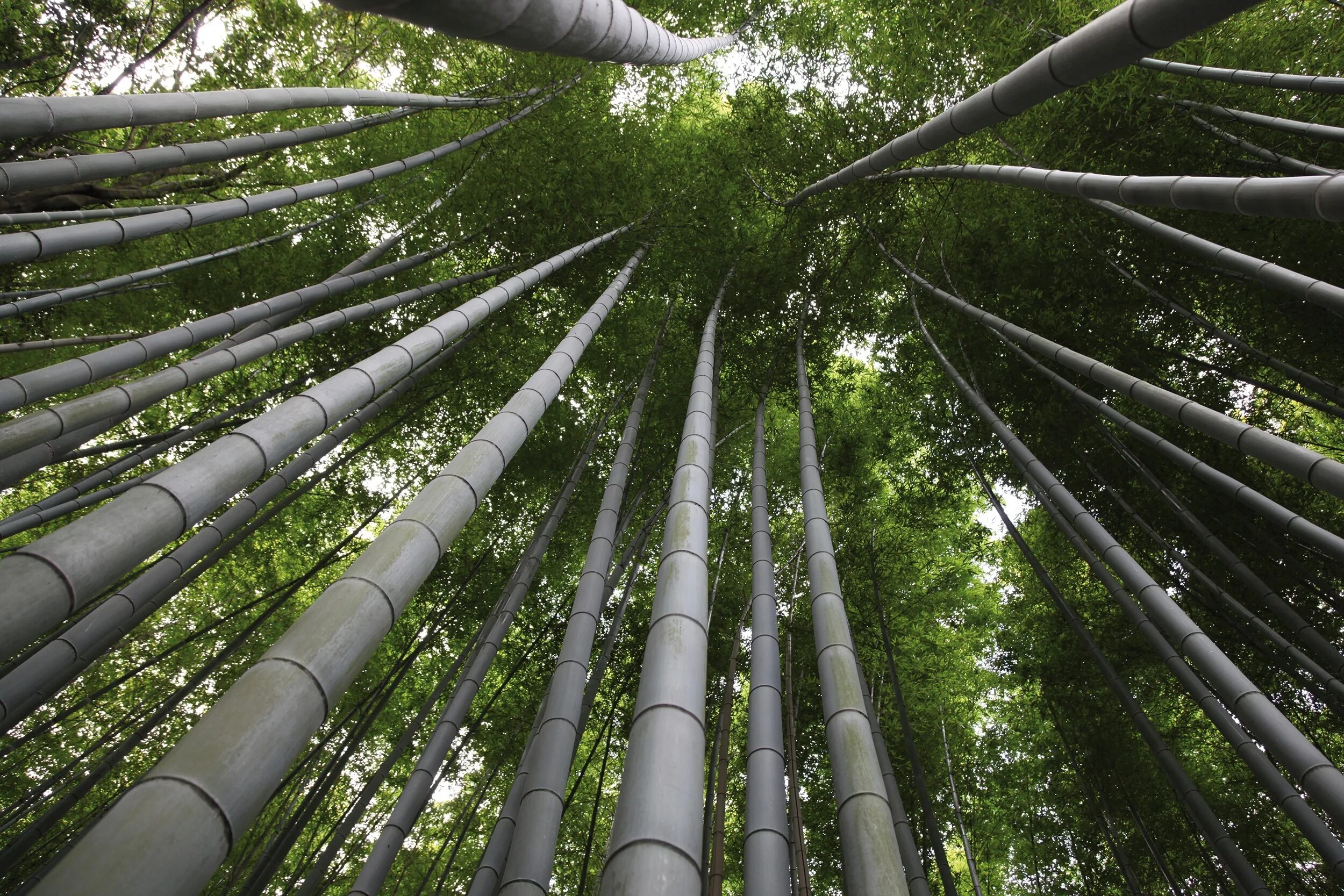 Скорость роста бамбука в час. Бамбук edulis Moso. Phyllostachys Moso. Phyllostachys edulis. Семена бамбука Phyllostachys pubescens