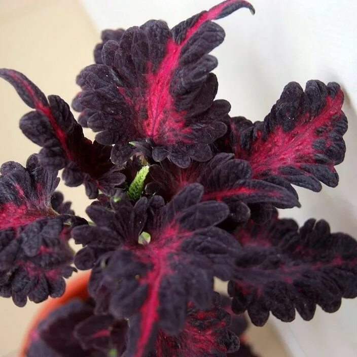 Колеус бархат. Колеус анаконда. Колеус scarlet ribbons. Колеус визард вельвет ред. Колеус бархат ночи.