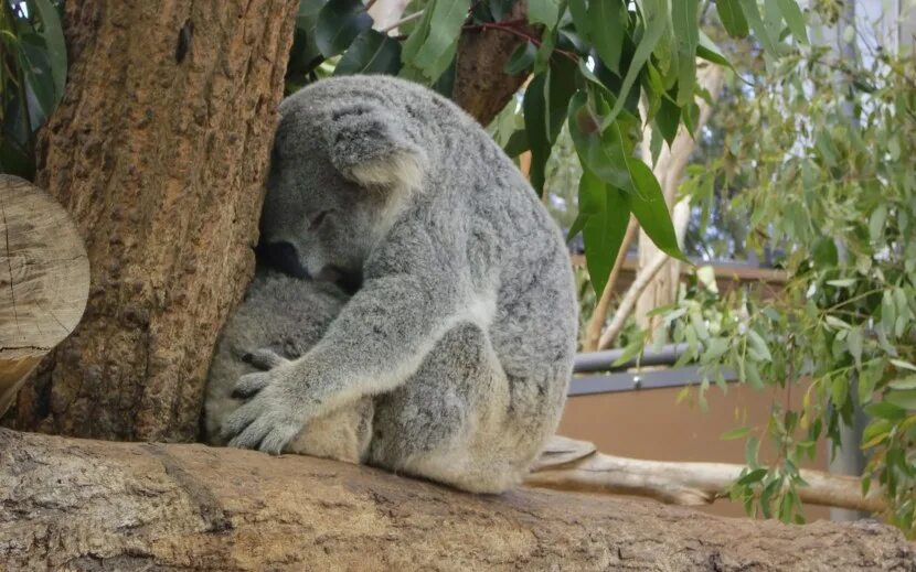 Зоопарк Таронга в Австралии. Таронга Сидней. Австралия зоопарк Сидней. Зоопарк Таронга — Сидней, Австралия. Алекс коал