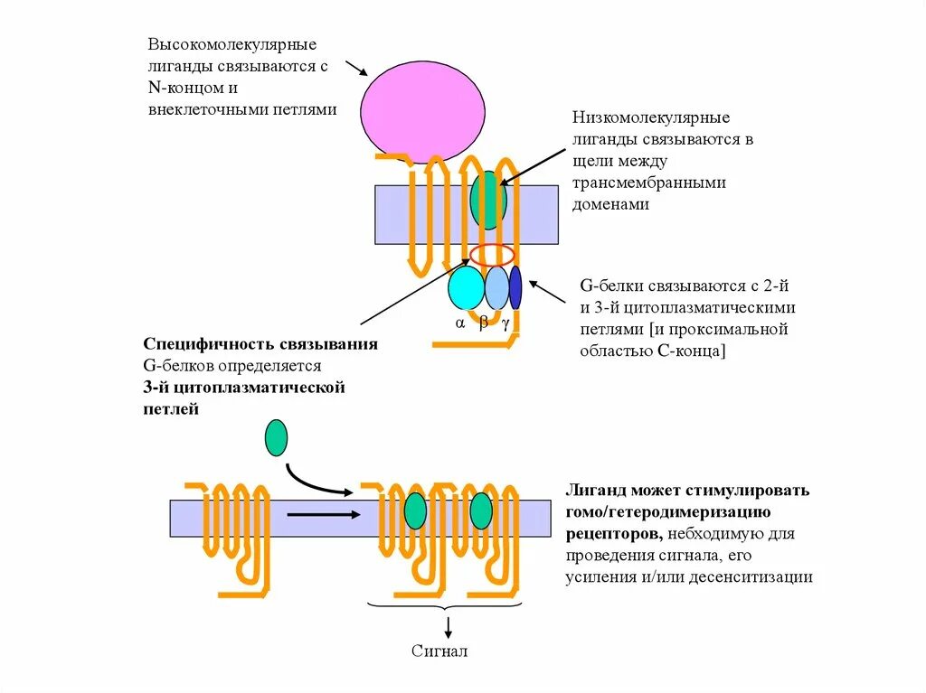 Строение мембранных рецепторов биохимия. Типы мембранных рецепторов. Строение мембранного рецептора. Мембранные рецепторы биохимия.