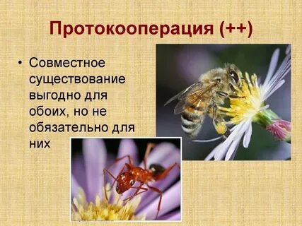 Симбиоз протокооперация примеры