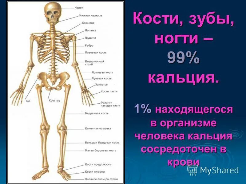 Самая маленькая кость у человека где находится. Кости человека. Сколько костей у человека. Сколько костей в скелете человека. Сколькокостец человека.