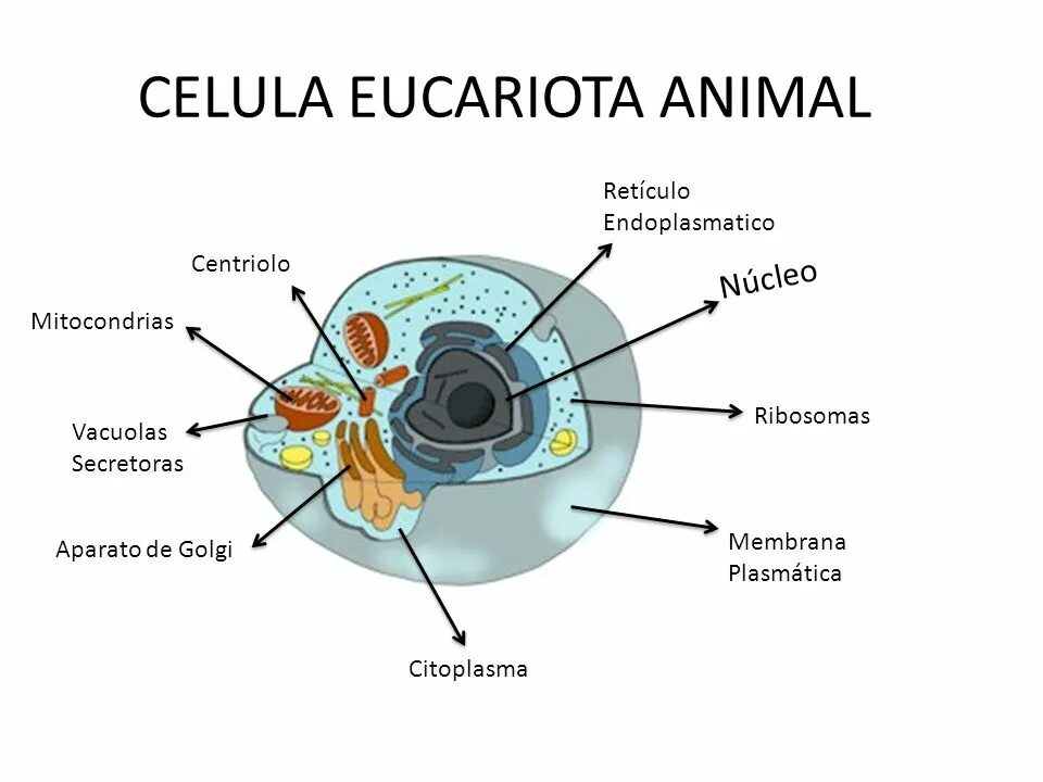 Eucariota. Celulele. POWERPOINT celula. Celula eucariota Veg e t a l.