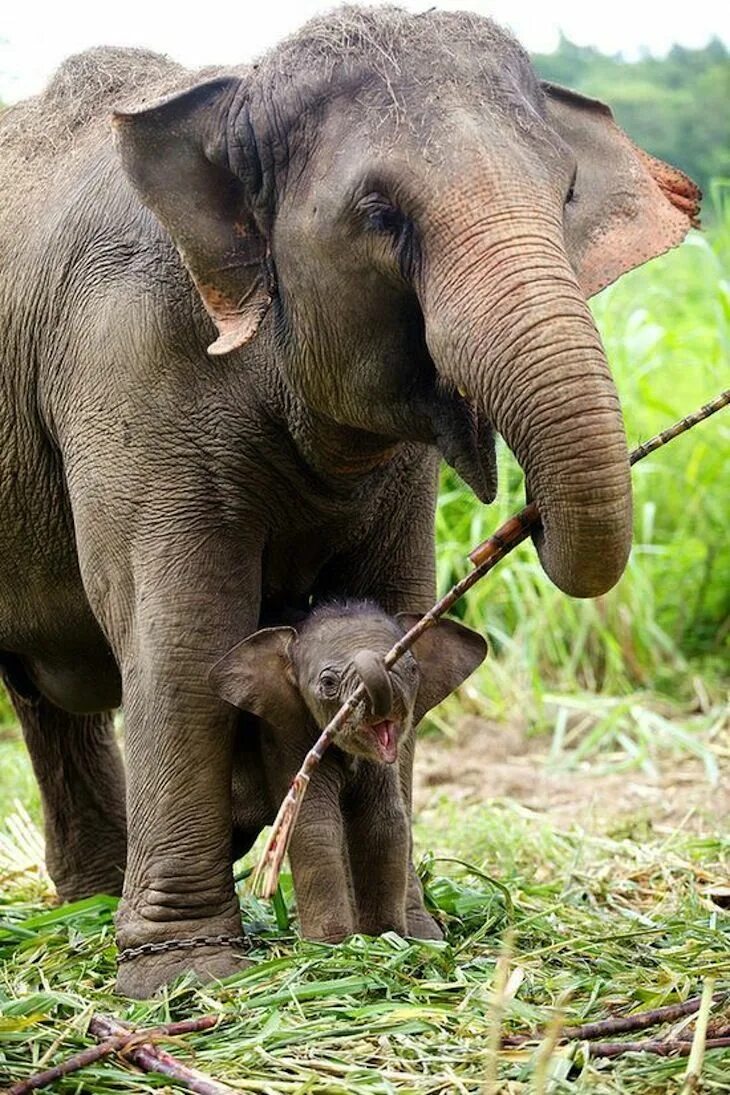 Elephant pet. Слоненок. Слониха со слоненком. Маленький Слоненок. Маленькие слоны.