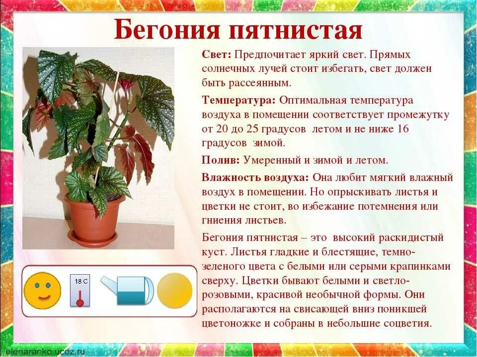 Условия содержания комнатного растения