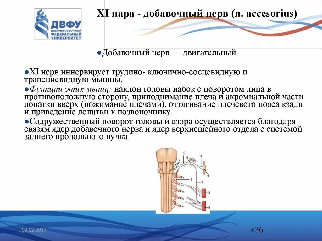 11 черепной нерв. 11 Пара черепных нервов добавочный нерв. 11 Пара черепно-мозговых нервов (добавочный нерв) иннервирует. 11 Пара черепно мозговых нервов иннервирует. 11 Пара черепно-мозговых нервов схема.