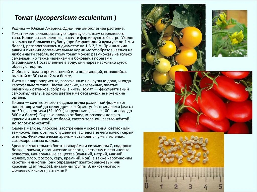 Размер семян томата. Томат семейство Пасленовые. Томат (Solanum lycopersicum). Томат однолетнее или многолетнее растение.