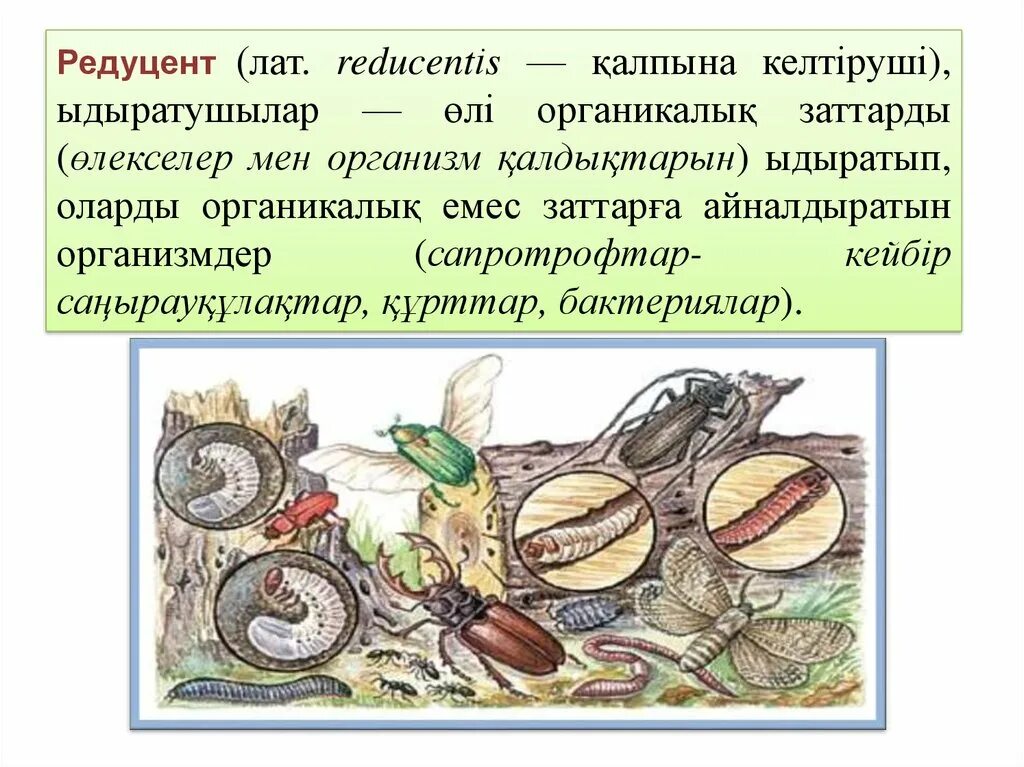 Личинка редуцент. Редуцент. Редуценты. Майские жуки редуценты. Продуценттер.