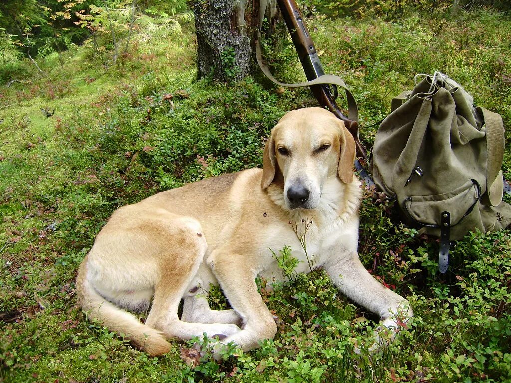 Гончие собаки для охоты. Спаниэль русская гончая. Русская пегая гончая взрослая. Русская гончая и русская пегая гончая. Русская гончая.